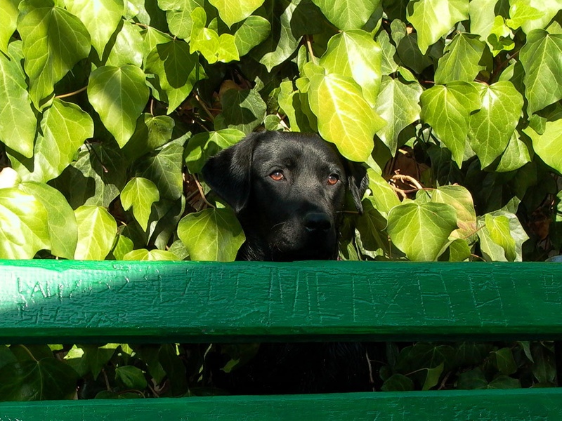 Balou by filipini