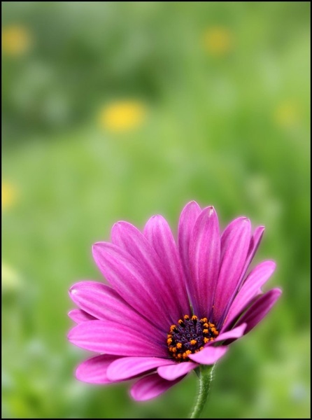 Cvetlica by mikey