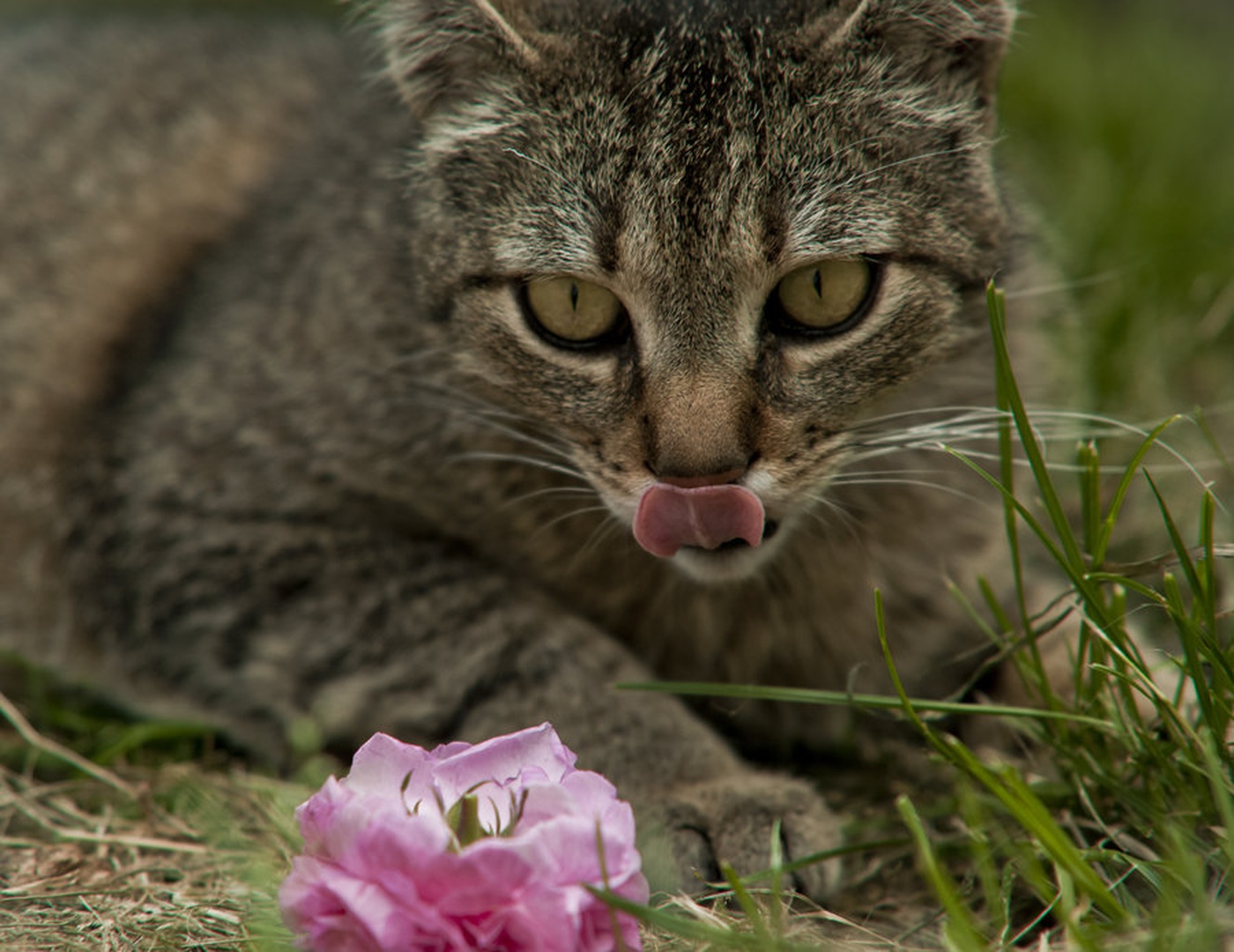 Roses for breakfast by
