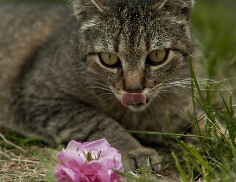 Roses for breakfast by Carlito666