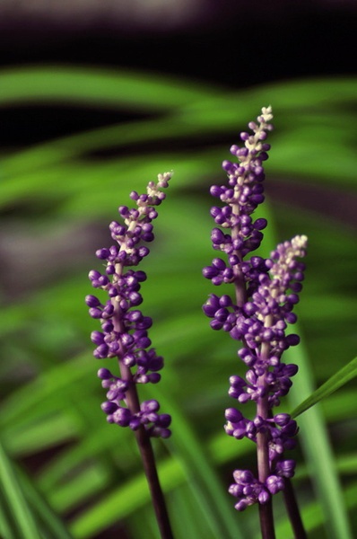 Muscari by Carlito666
