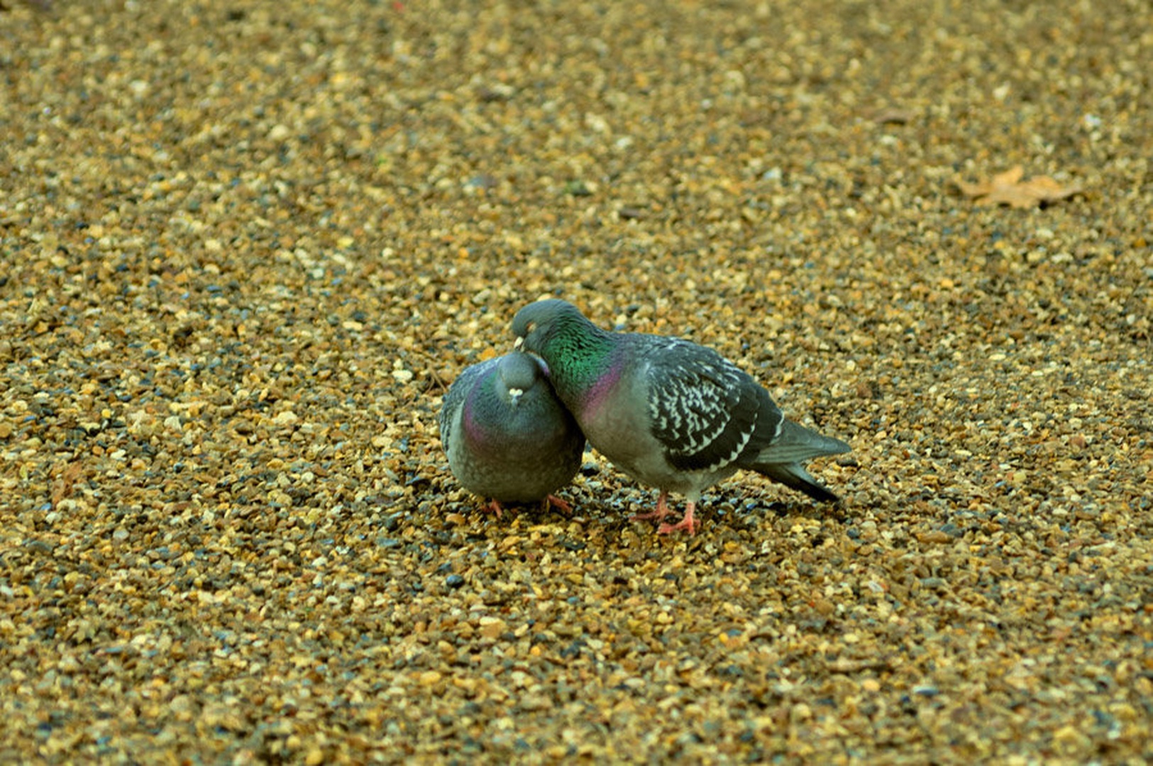 Love is in the air by