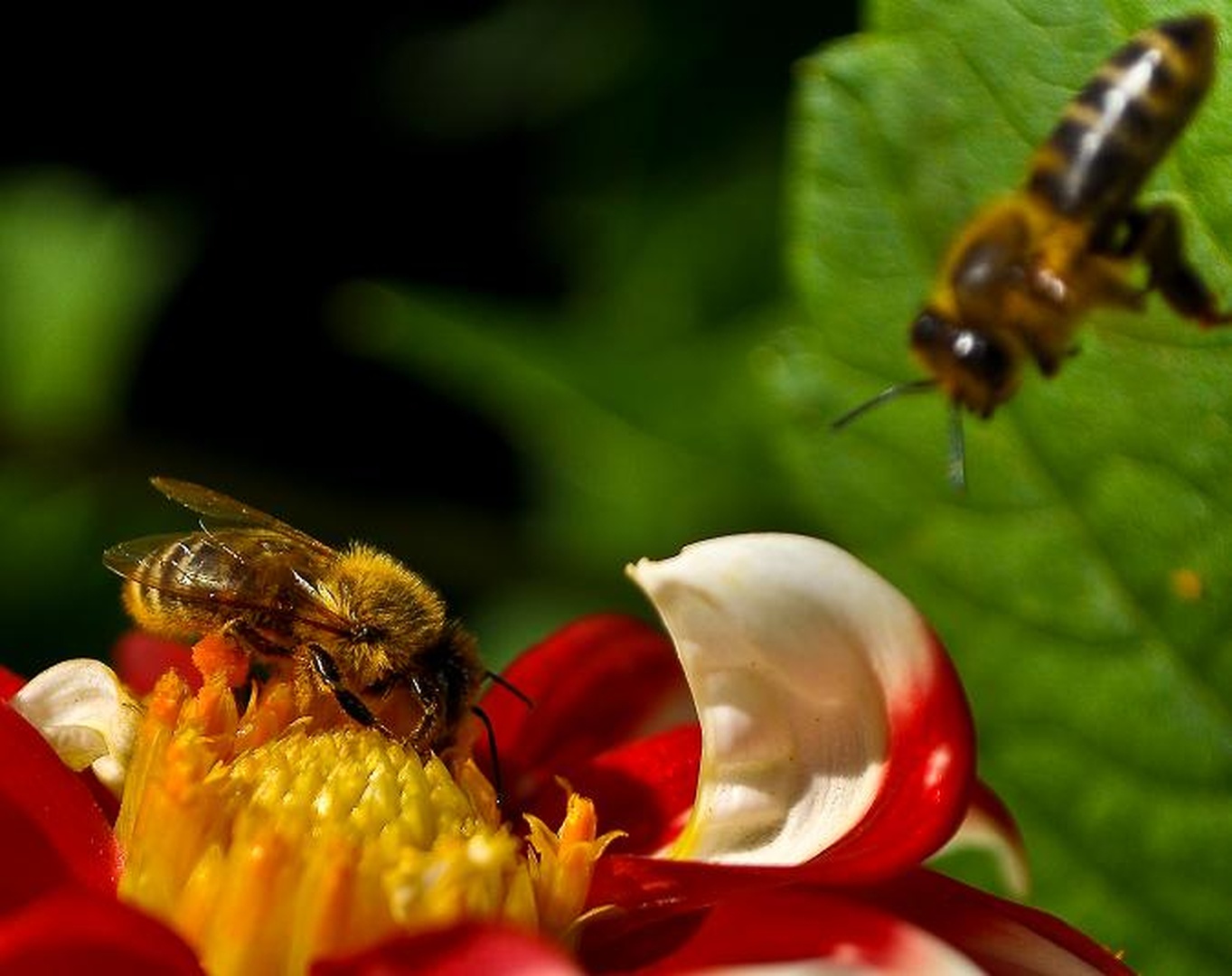 fly of a .... by