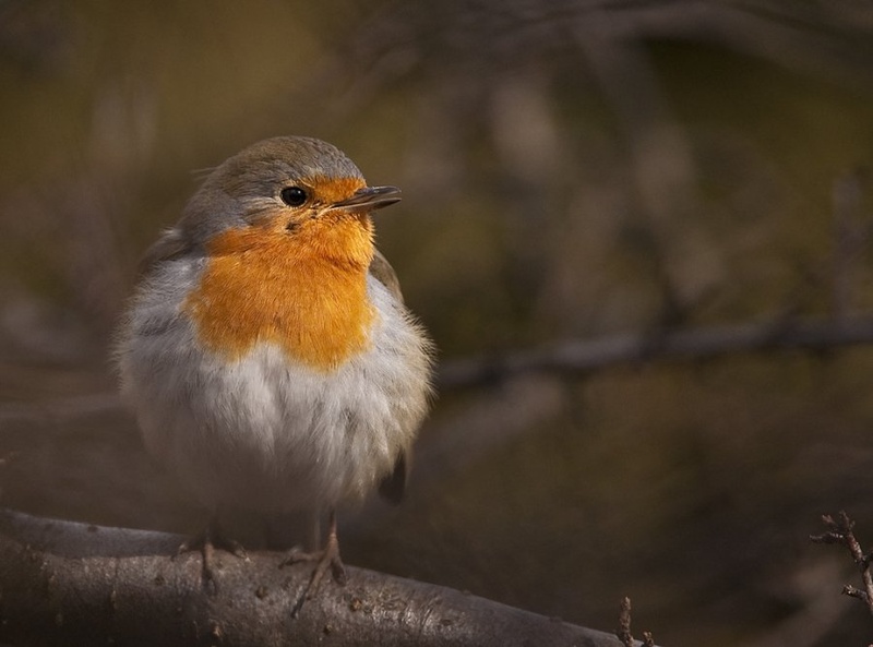 Erithacus rubecula by Jure Žvan