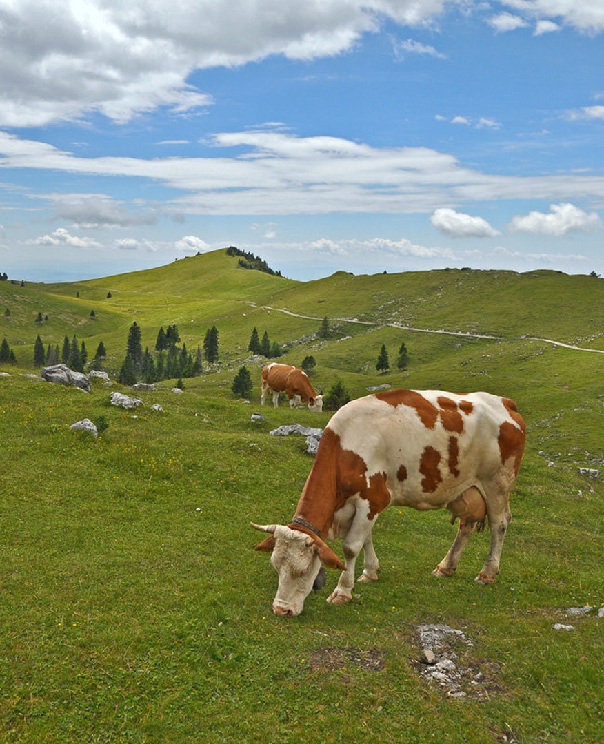 Na planini... by Bernard Alič