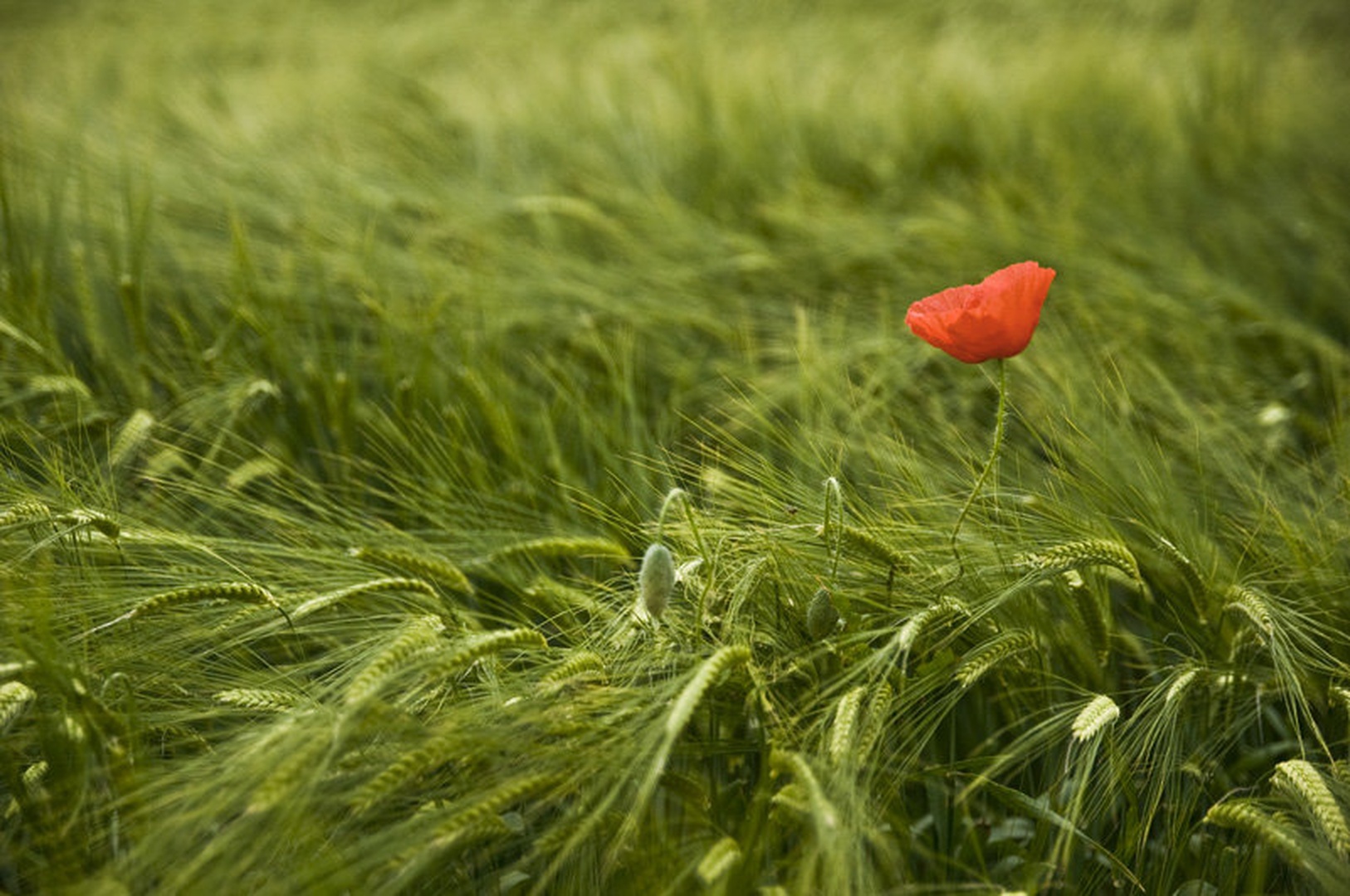 Mak na pšeničnem krožniku by Bernard Alič