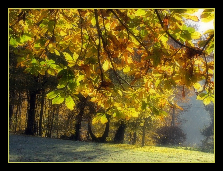 TRANQUILA by firefly36