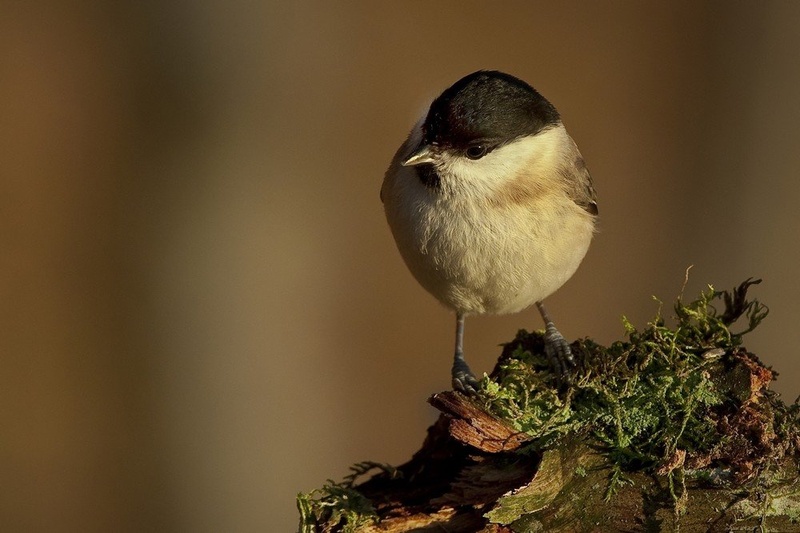 MOČVIRSKA SINICA (Parus palustris) by miran krapež