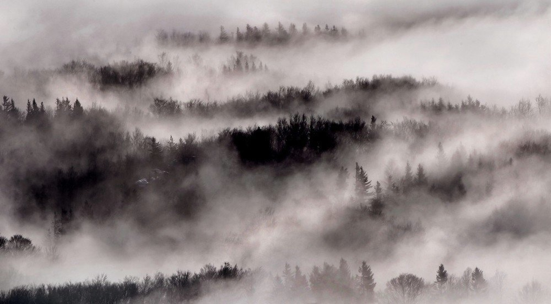 FOG by miran krapež