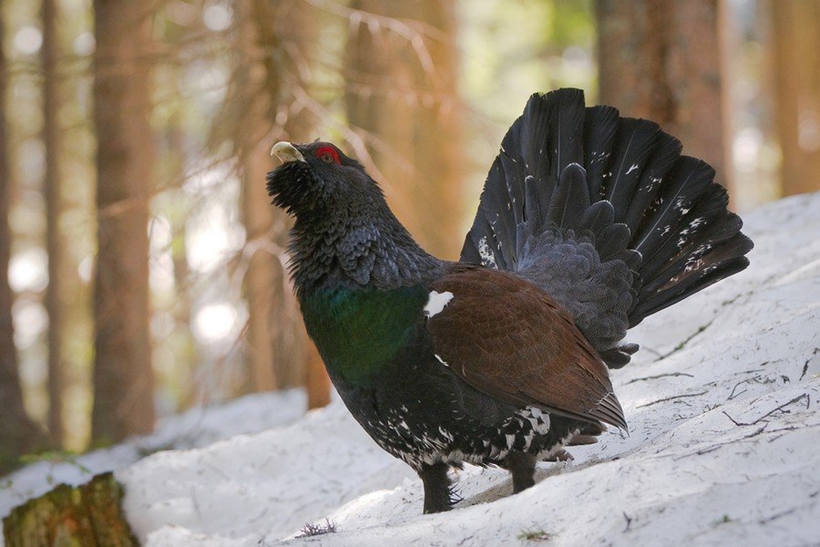 TETRAO UROGALLUS ll by miran krapež
