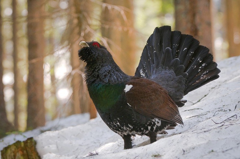 TETRAO UROGALLUS ll by miran krapež