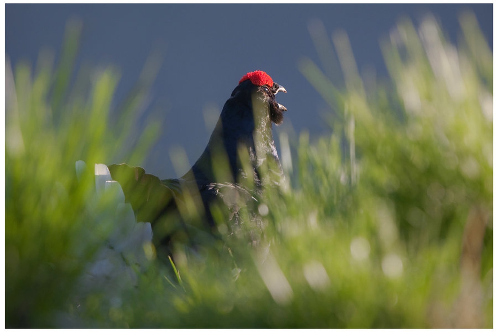 SKRIVNOSTEN by miran krapež