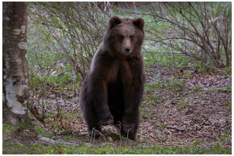 MAL SM PRENIZEK by miran krapež