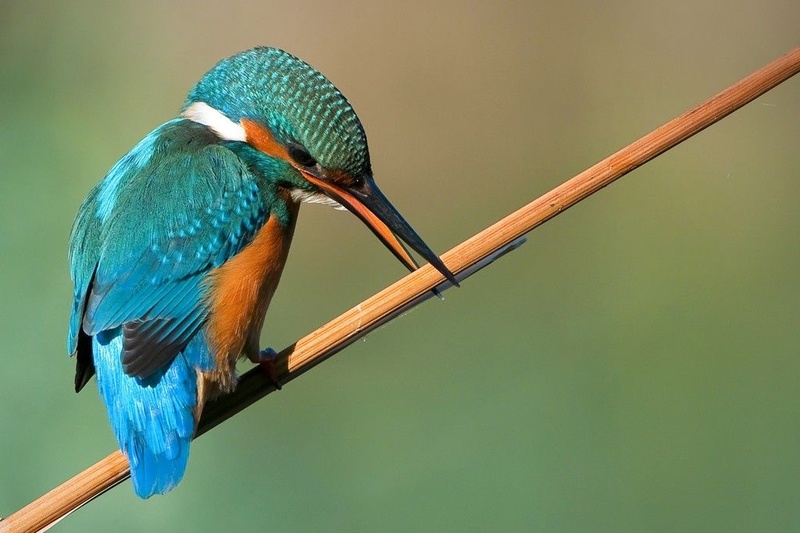PRIPRAVE NA LOV by miran krapež