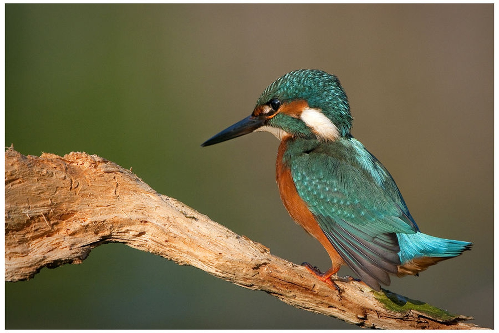 ALCEDO by miran krapež