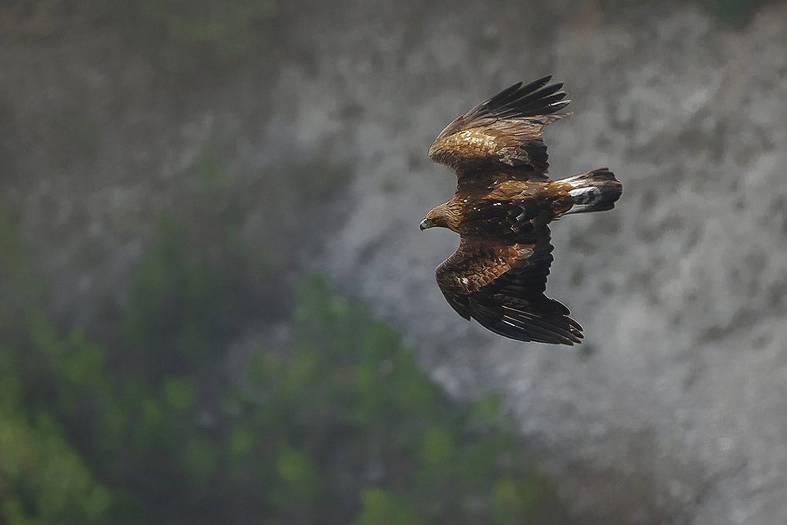 AQUILA CHRYSAETOS by miran krapež