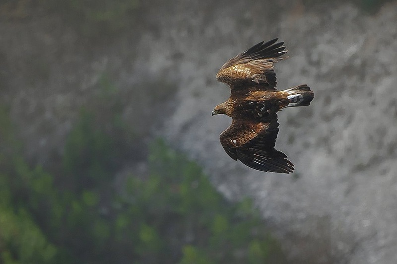 AQUILA CHRYSAETOS by miran krapež