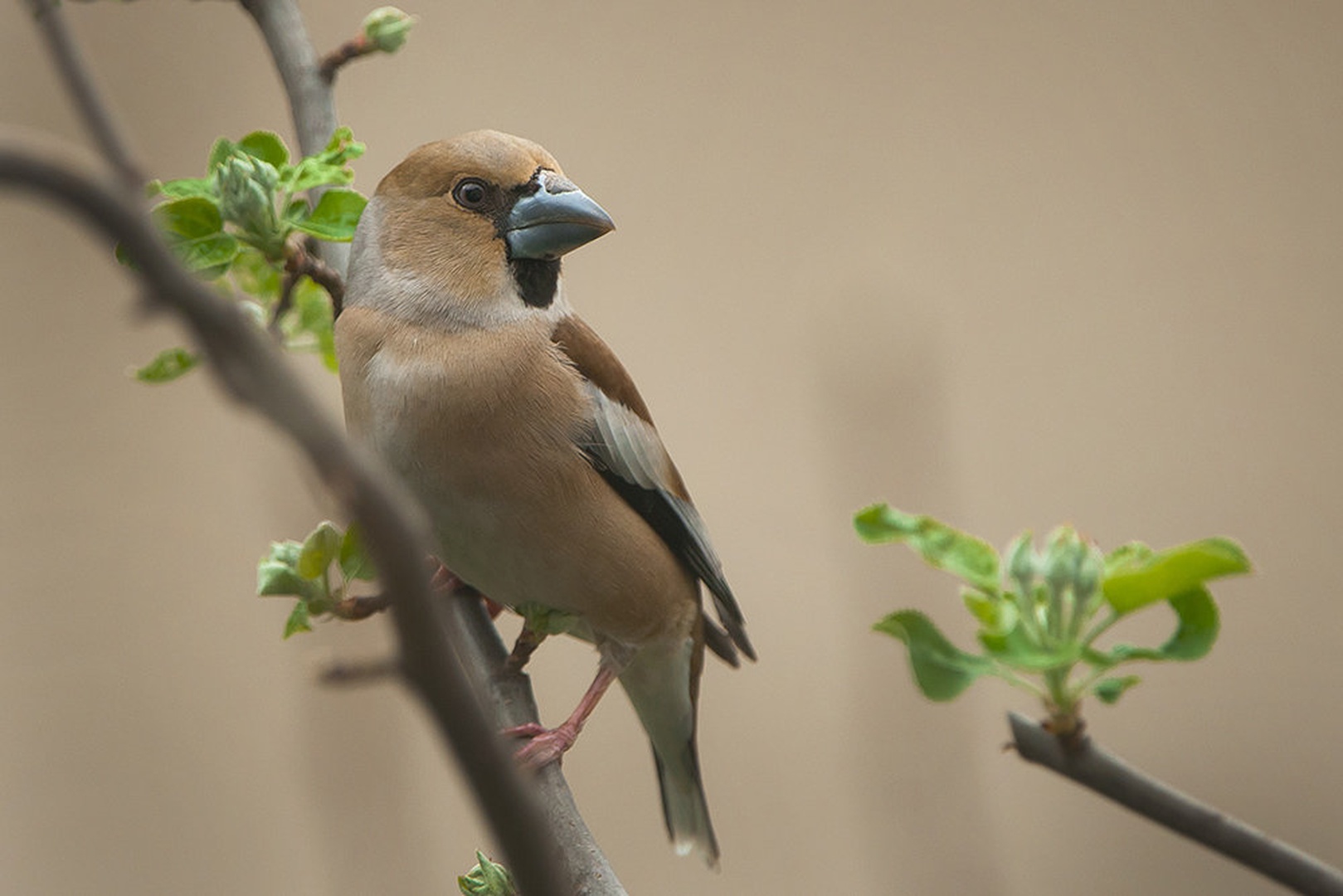 COCOOTHRAUSTES COCOOTHRAUSTES by miran krapež