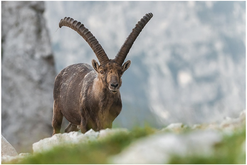 Capra ibex by miran krapež