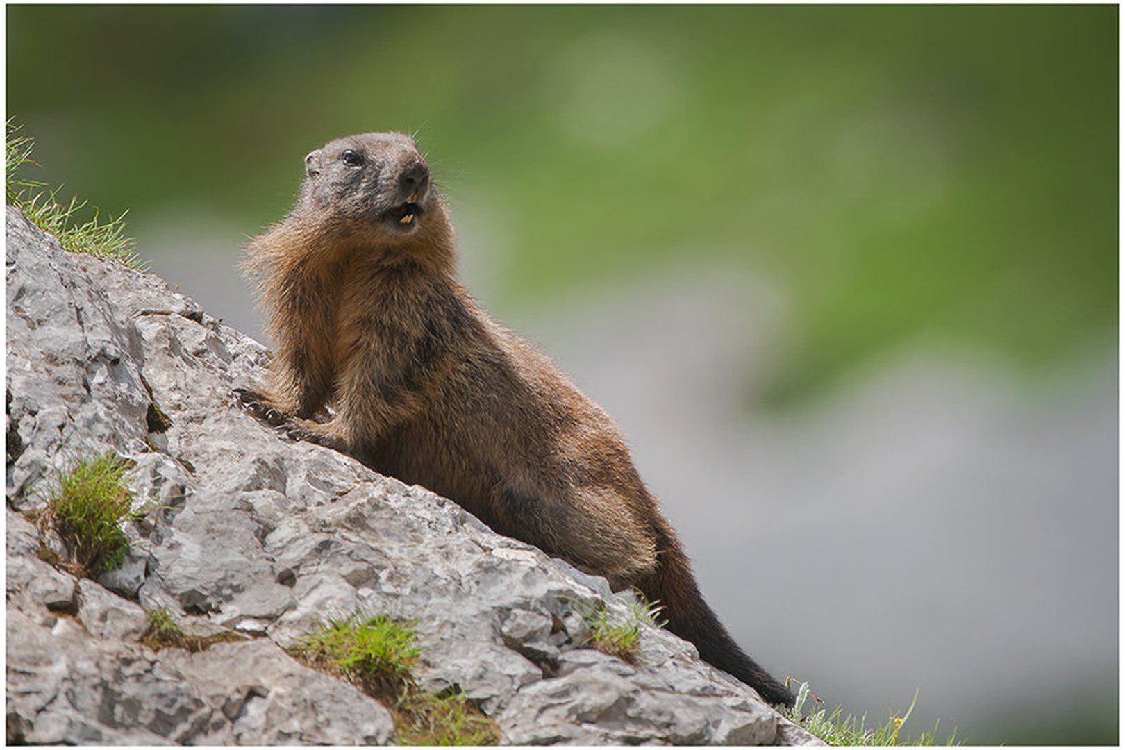 MARMOTA MARMOTA by miran krapež