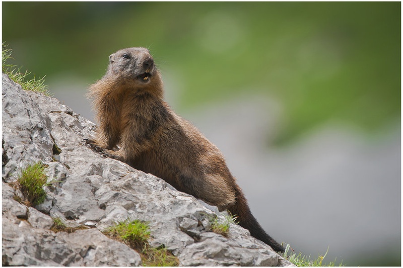 MARMOTA MARMOTA by miran krapež