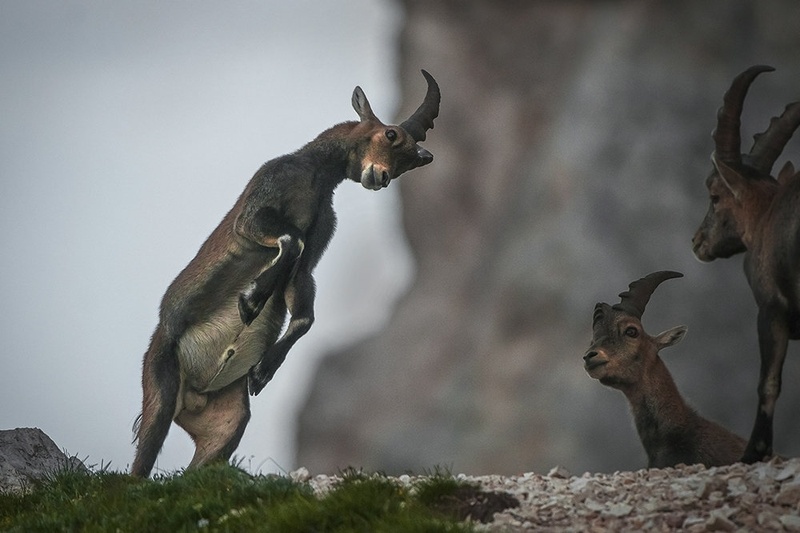 OOOOOOUU... TRC ... by miran krapež