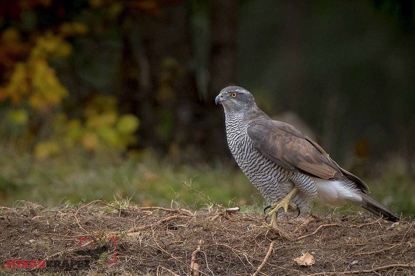 ACCIPITER GENTILIS by miran krapež