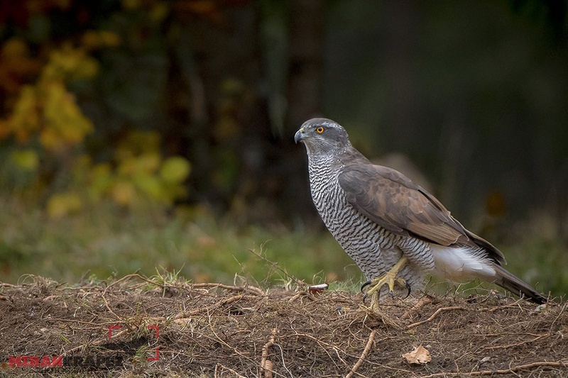 ACCIPITER GENTILIS by miran krapež