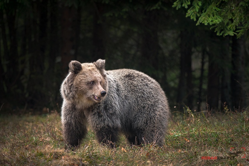 PRIPRAVLJEN NA ZIMO by miran krapež