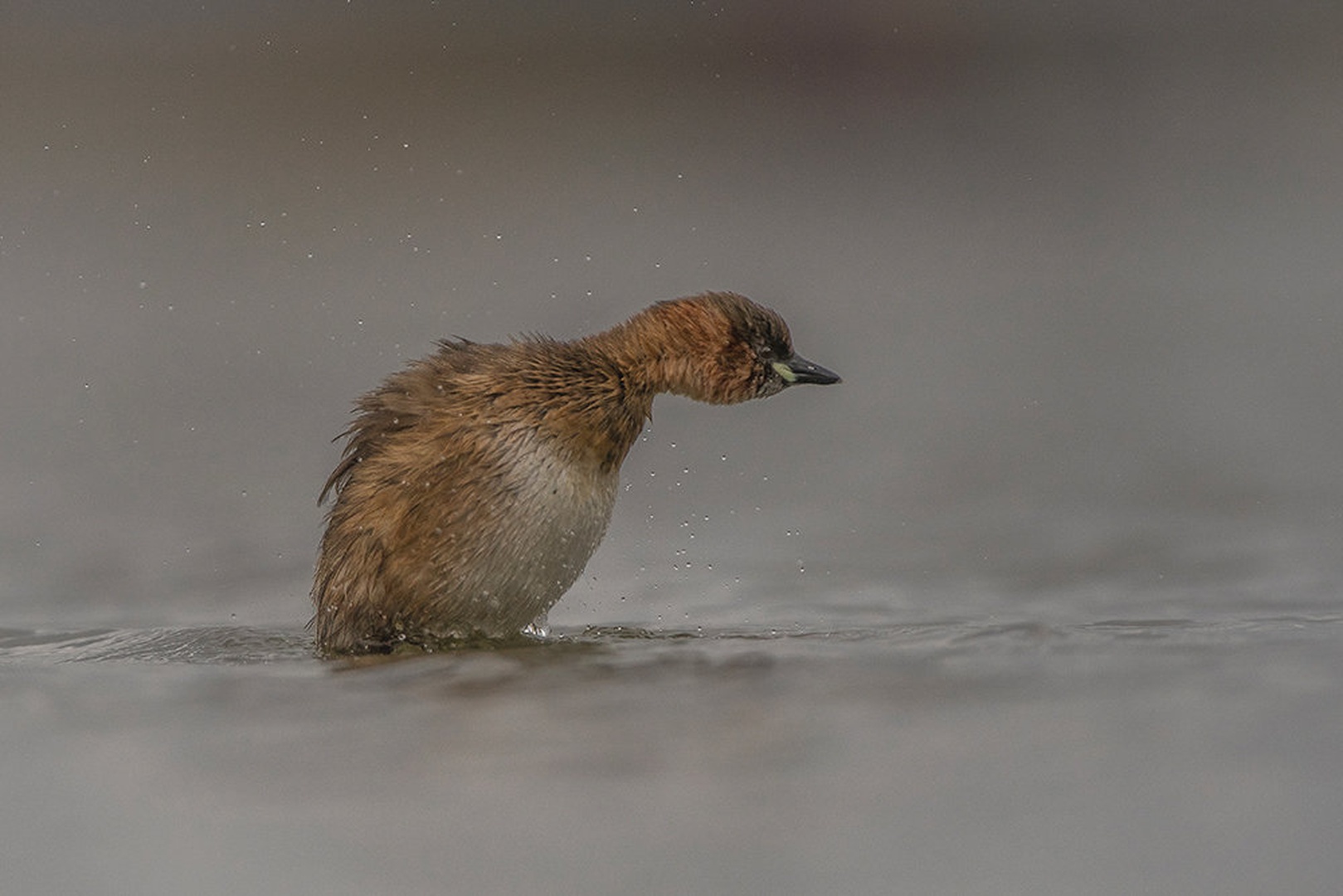 TACHYBAPTUS RUFICOLLIS by miran krapež