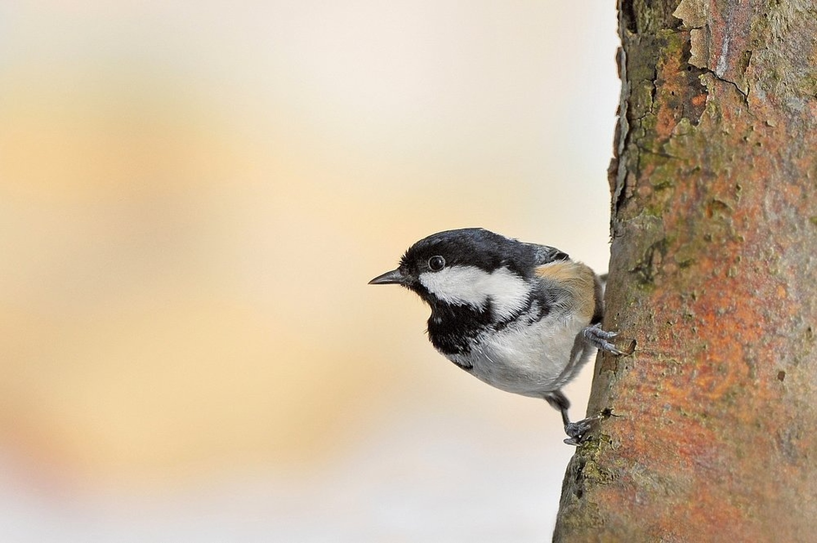PARUS MONTANUS  . by miran krapež