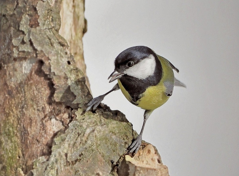 PARUS MAJOR  . by miran krapež