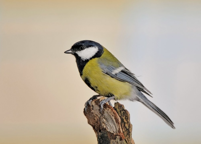 Parus major  . by miran krapež