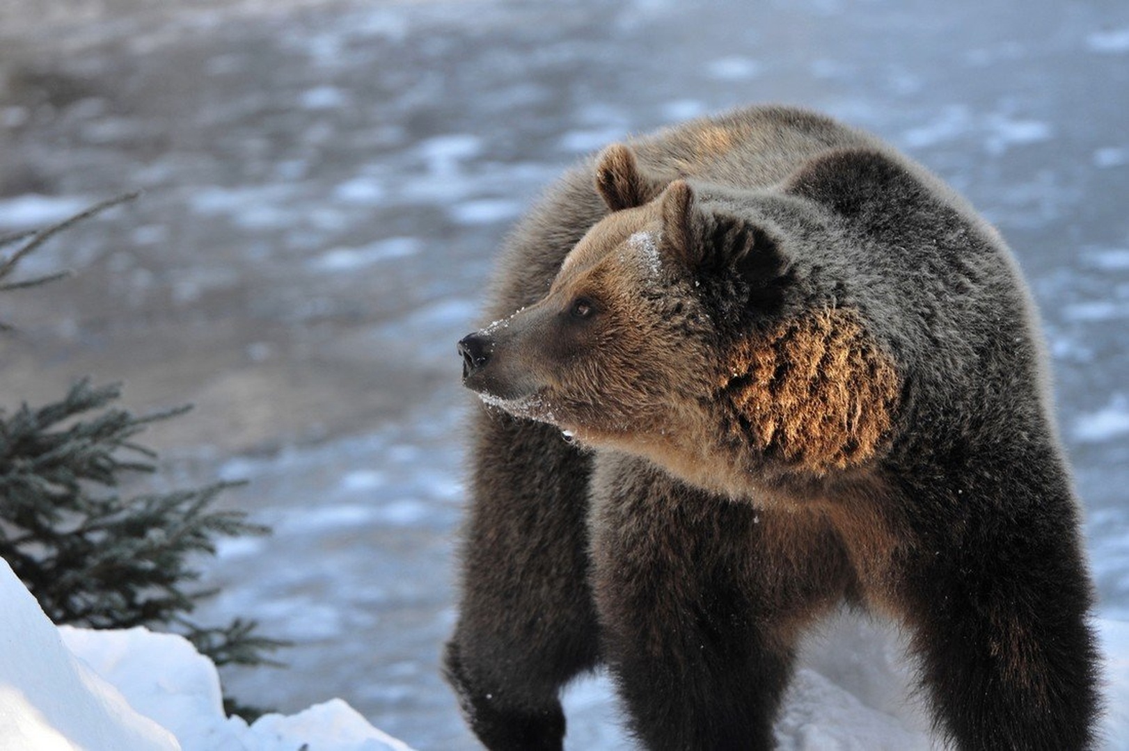 URSUS ARCTOS l  . by miran krapež