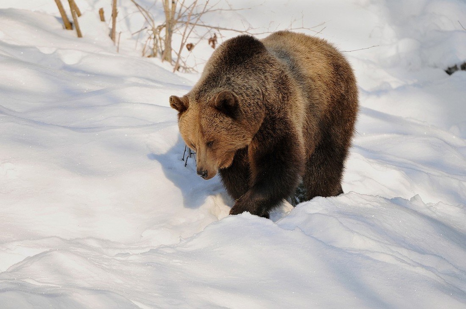 URSUS ARCTOS ll  . by miran krapež