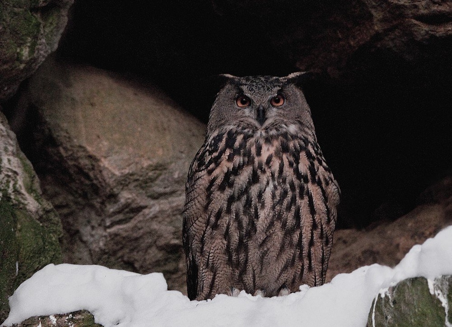 BUBO BUBO . by miran krapež