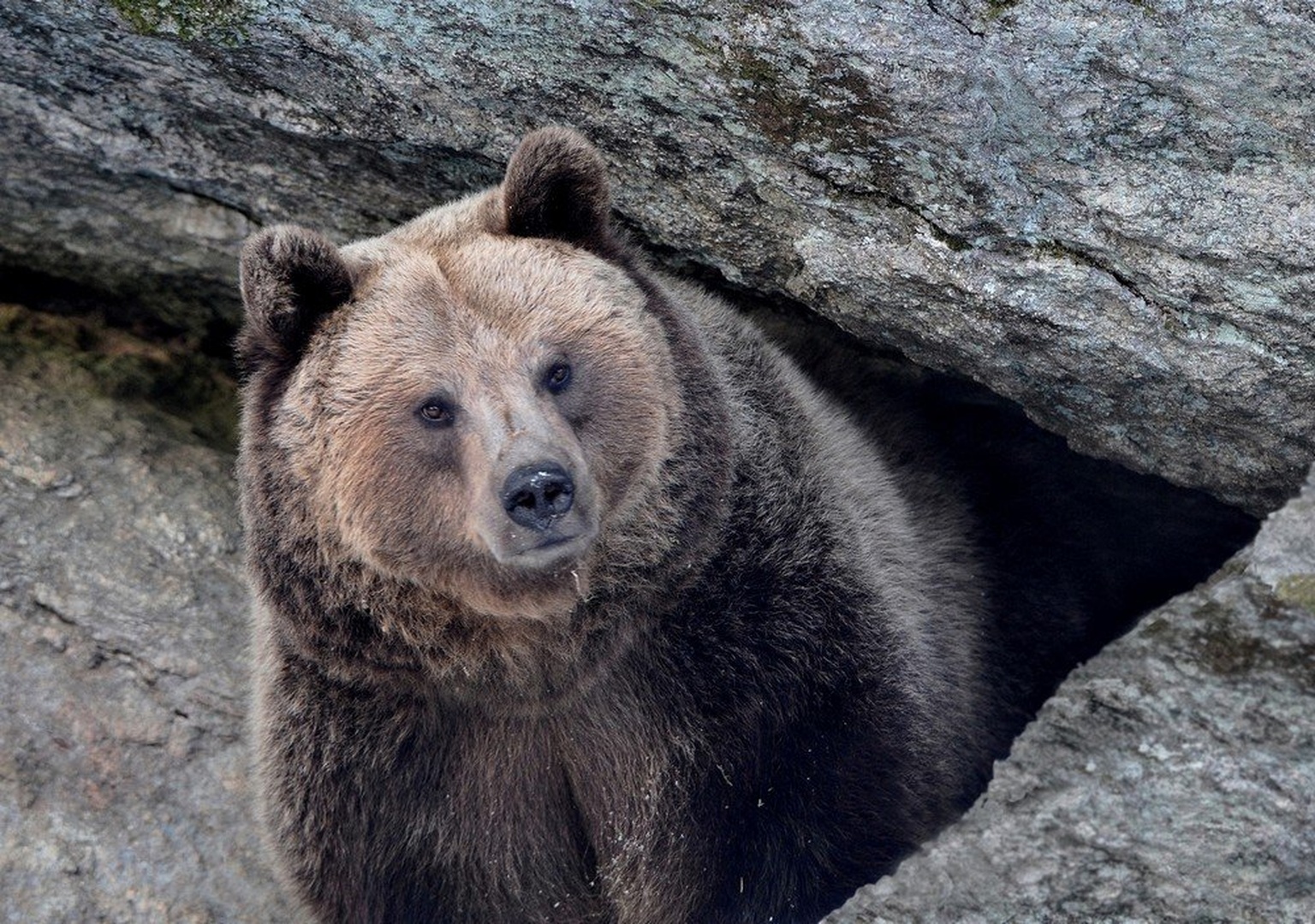 URSUS ARCTOS lll  . by miran krapež