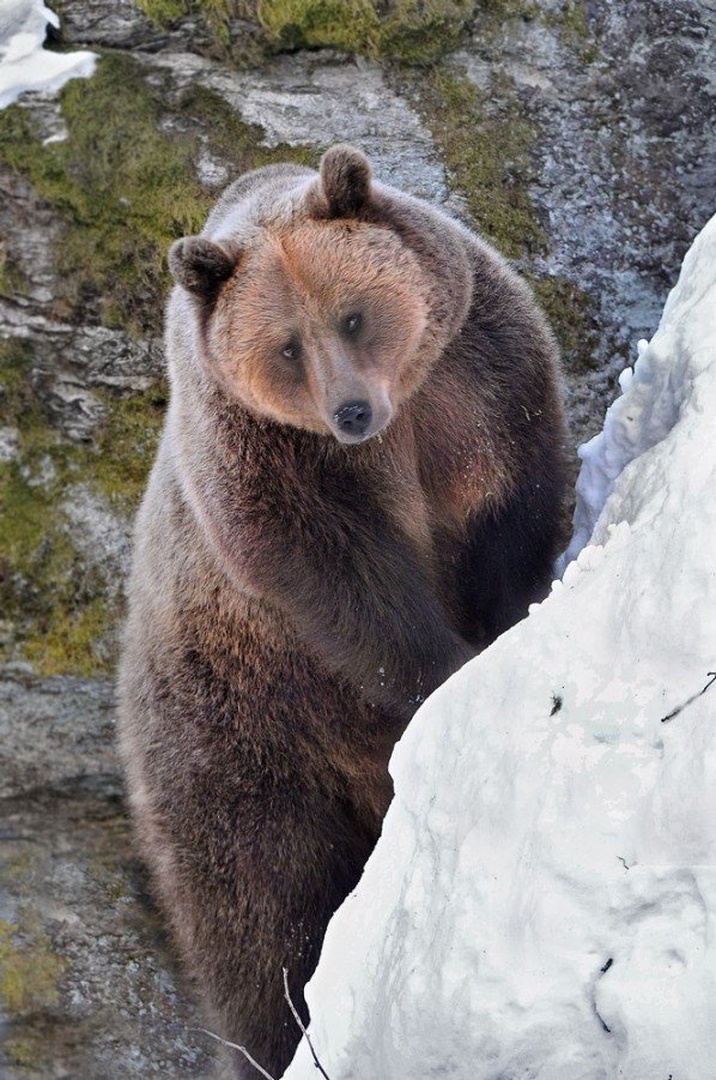 URSUS ARCTOS lV  . by miran krapež