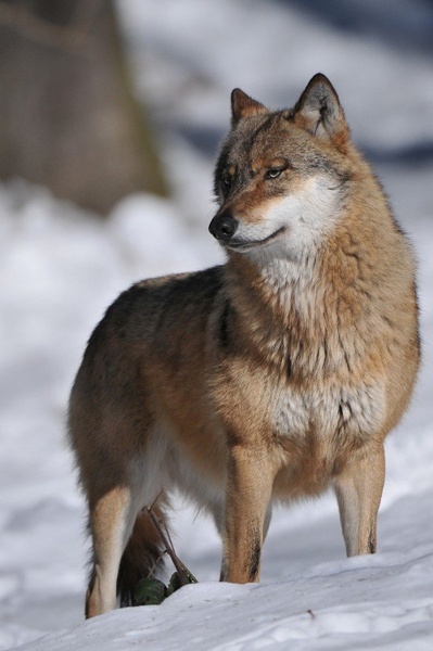 Canis lupus   . by miran krapež