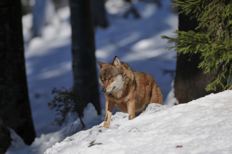 Canis lupus ll  . by miran krapež