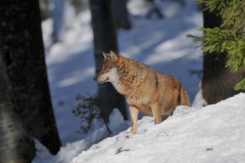 Canis lupus lll  . by miran krapež