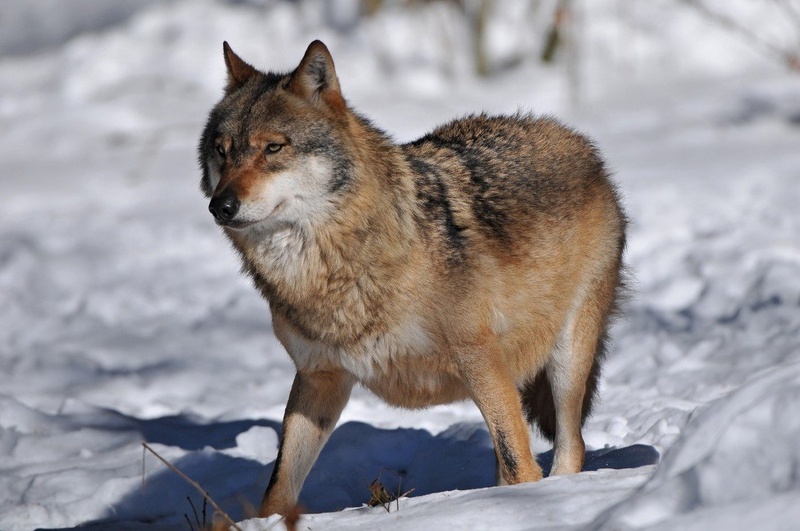 Canis lupus V by miran krapež