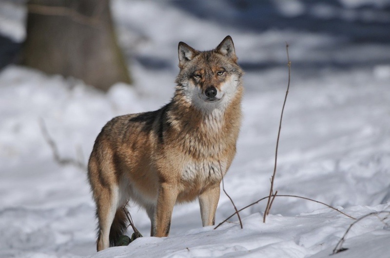 Canis lupus Vl by miran krapež