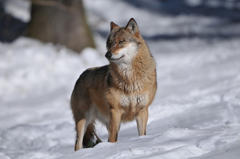 in še zadnji canis lupus   . by miran krapež