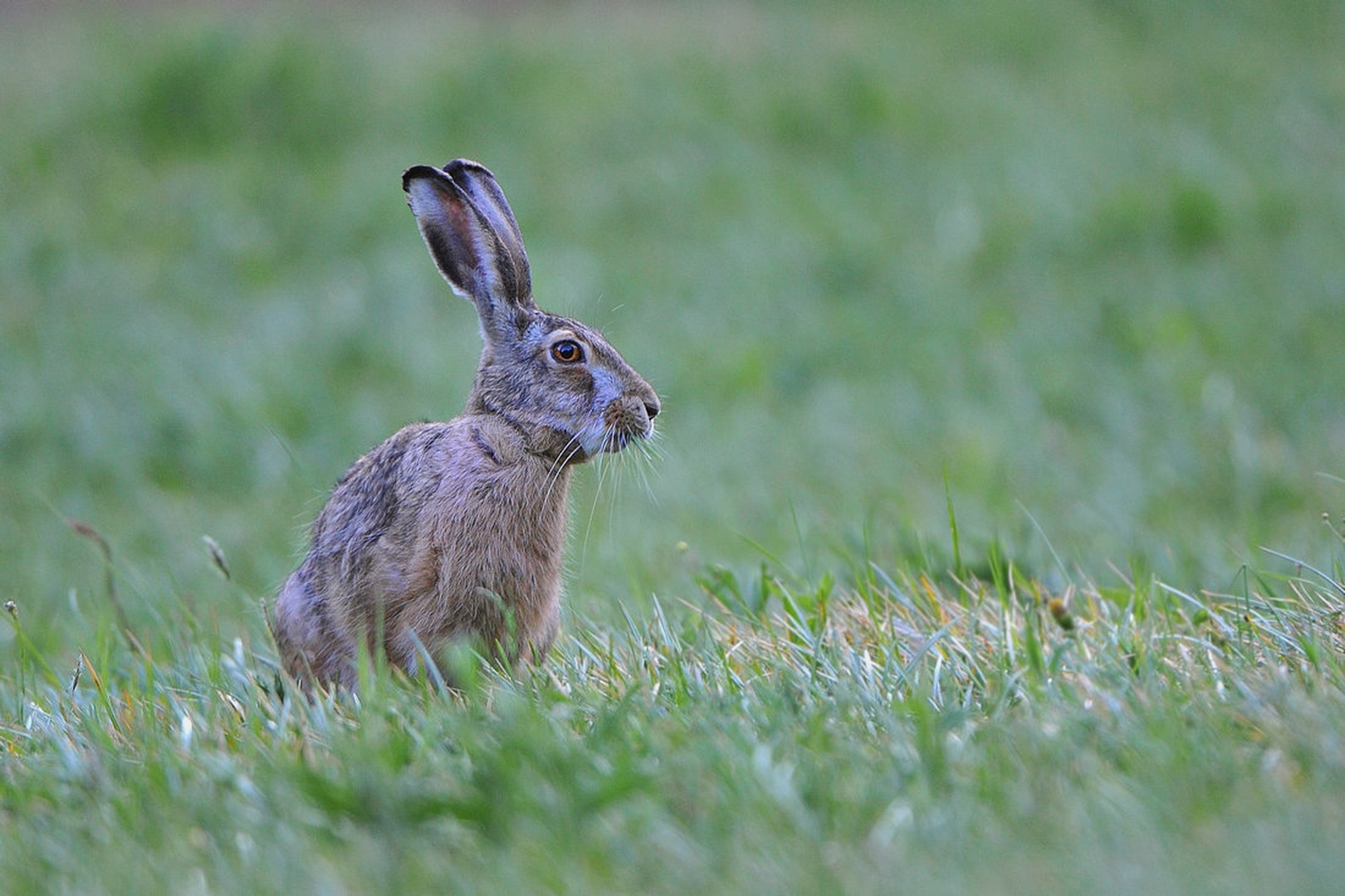 Lepus europaeus . by miran krapež