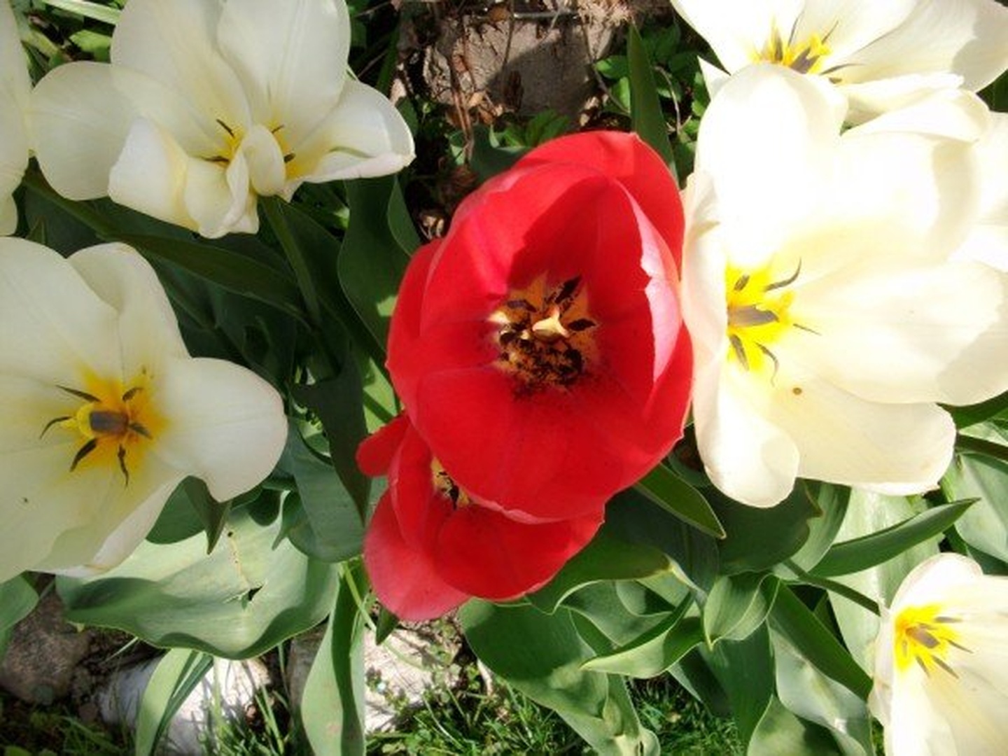 Tulipani by jana januar