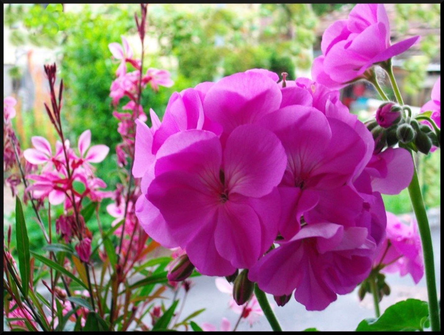 Pelargonija by jana januar