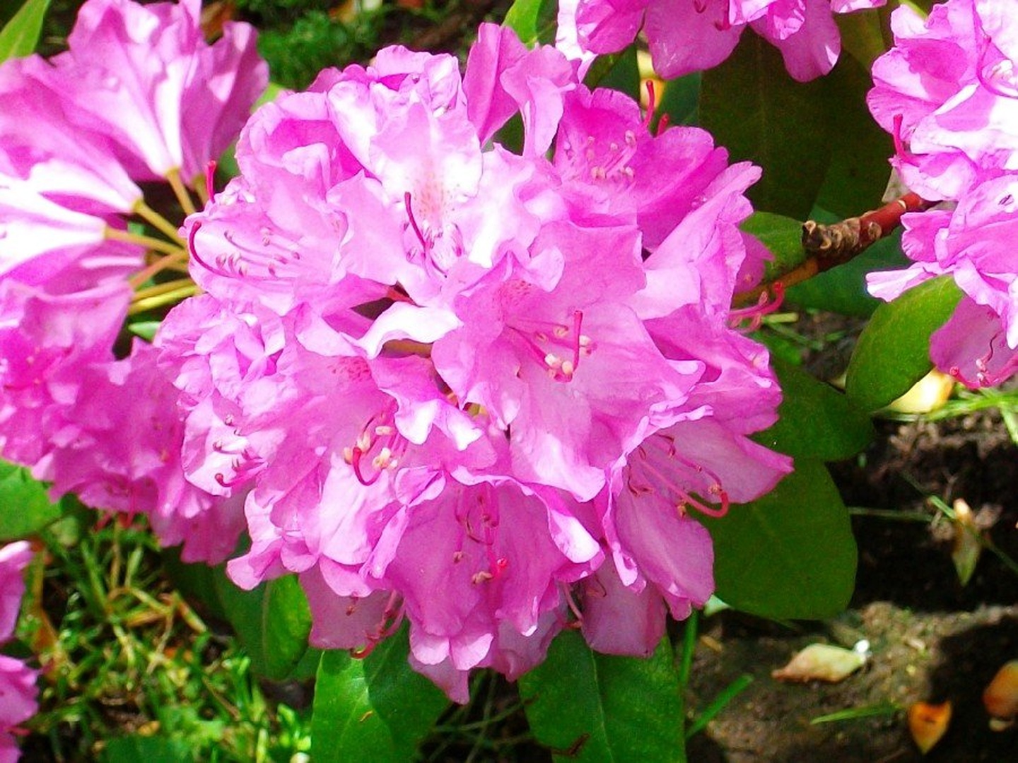 Rododendrum by jana januar