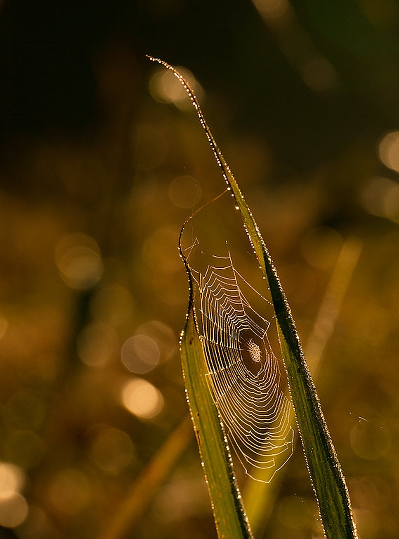 Takoj pridem... by Niko Teran