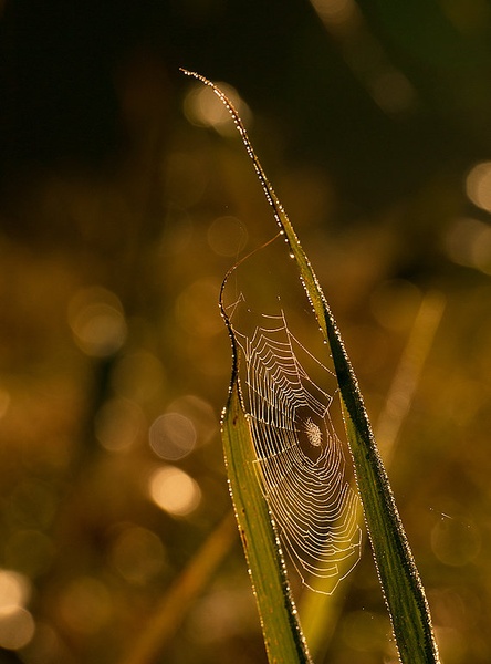 Takoj pridem... by Niko Teran